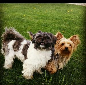 Meet your Posher, Carol